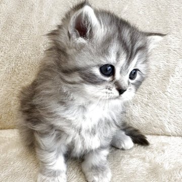 サイベリアン【三重県・女の子・2025年3月22日・シルバータビー&ホワイト】の写真「とても可愛いお顔の、人懐っこい子です♡」