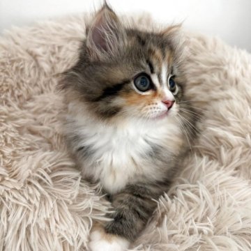 サイベリアン【三重県・女の子・2025年3月28日・ブラウンパッチドタビー&ホワイト】の写真「とても可愛い子です♡」