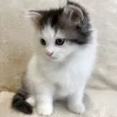 サイベリアン