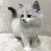 サイベリアン
