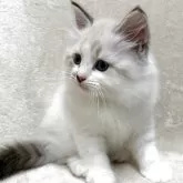 サイベリアン