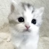 サイベリアン