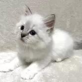 サイベリアン