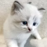 サイベリアン