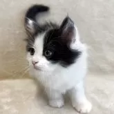 サイベリアン