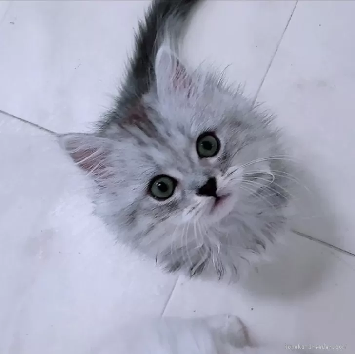 ID：2409-01761の子猫