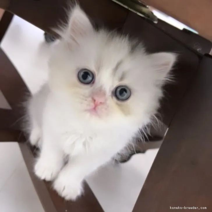 ID：2305-02448の子猫