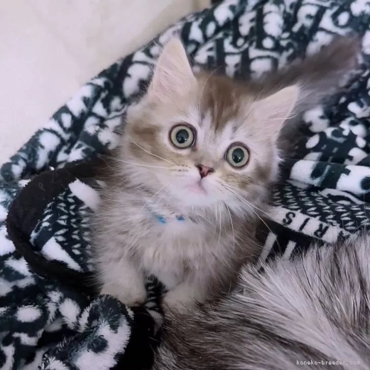 ID：2408-02917の子猫