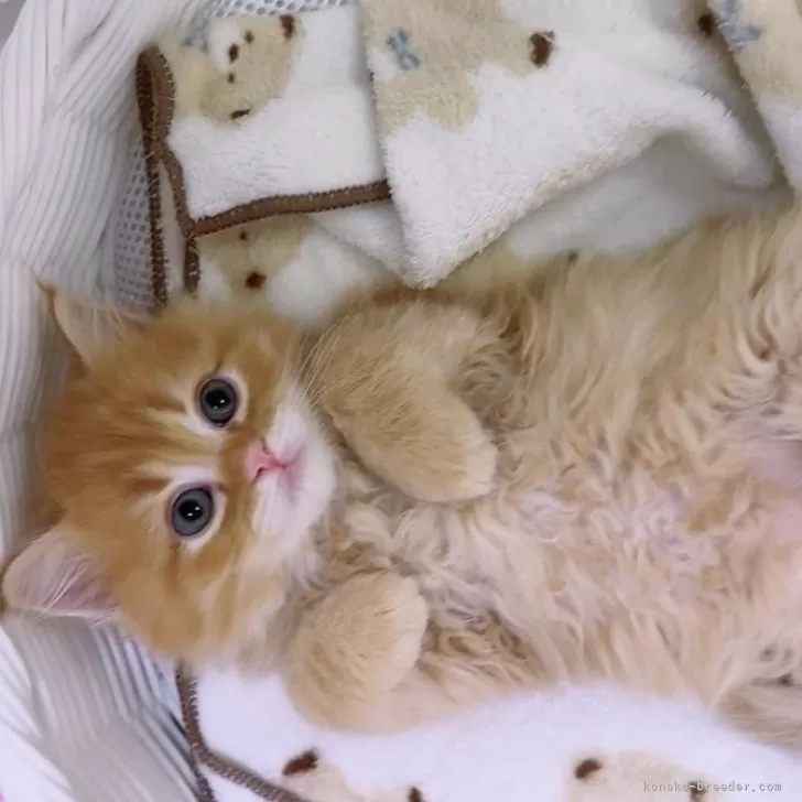 ID:2402-00609の子猫