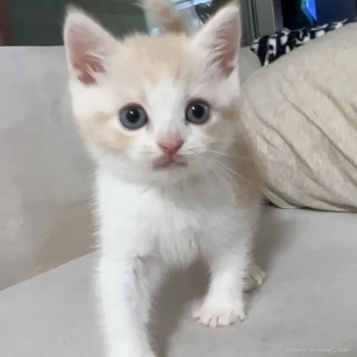 さいちゃん 様のお迎えした子猫