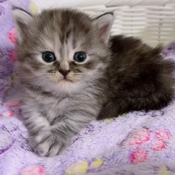 ID：2408-02386の子猫