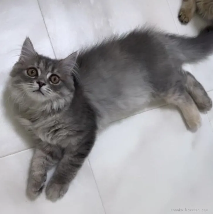 ID:2307-01691の子猫