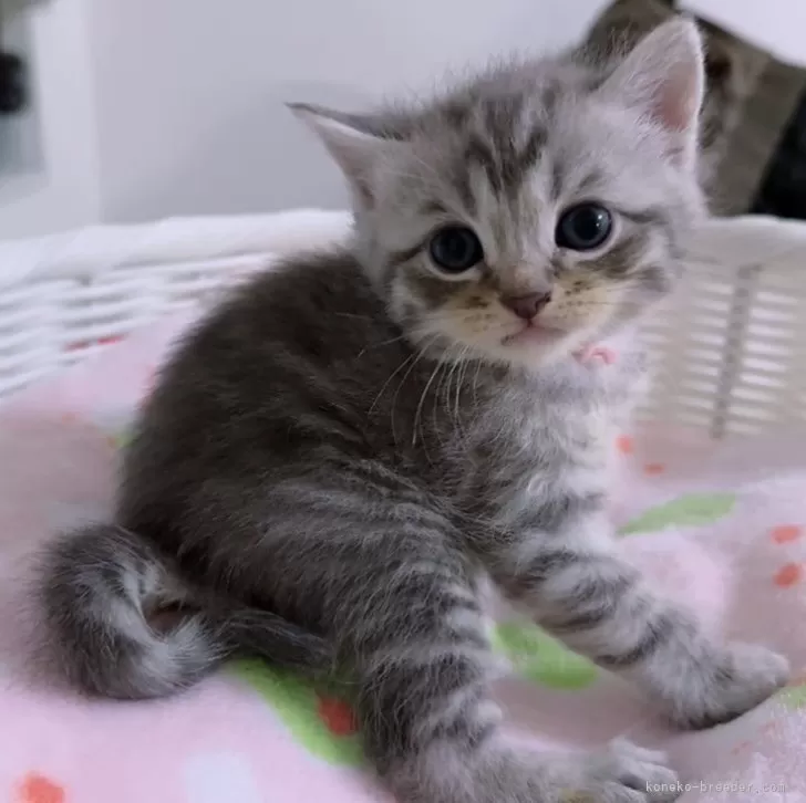 ID：2401-01543の子猫