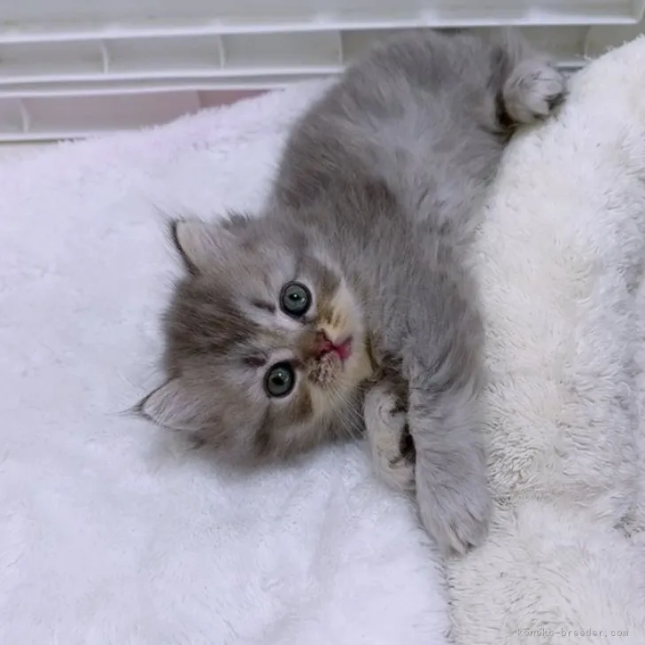 ID：2312-01475の子猫