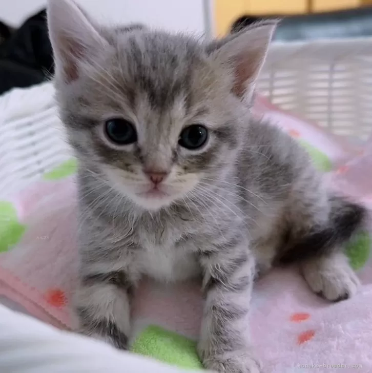 ID:2401-01541の子猫