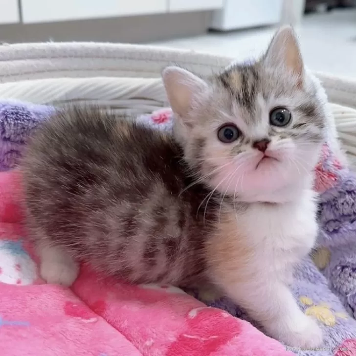 ID：2403-01805の子猫