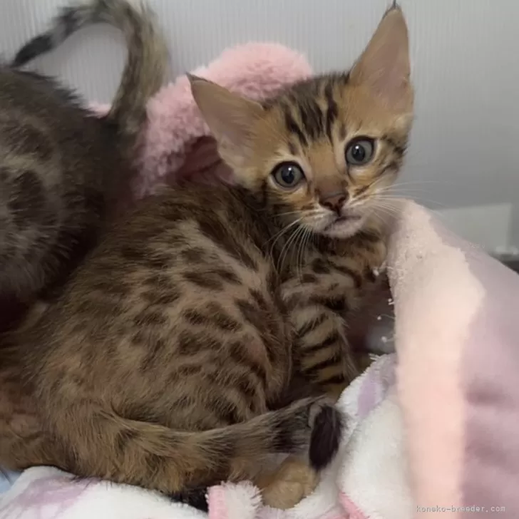 ID：2411-00666の子猫