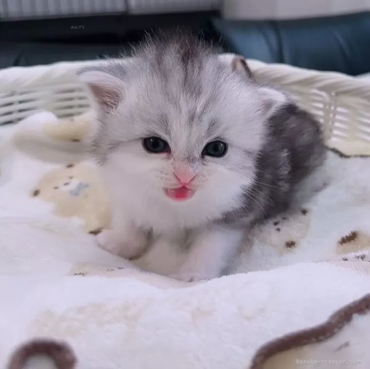 ID：2405-00389の子猫