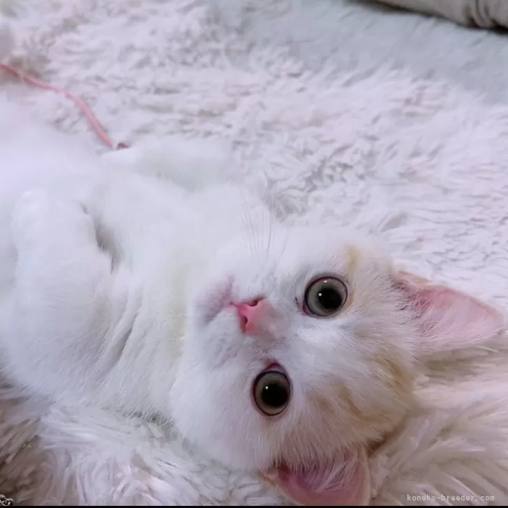 ID:2310-01233の子猫