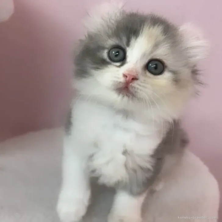 ID:2307-02821の子猫