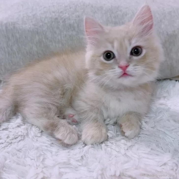ID:2402-01934の子猫