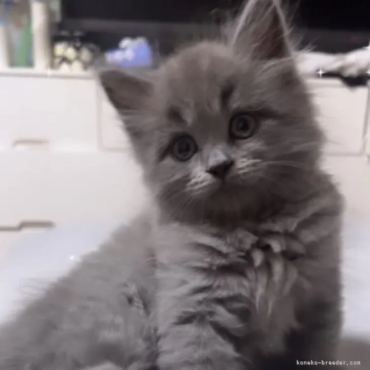 ID:2306-02630の子猫