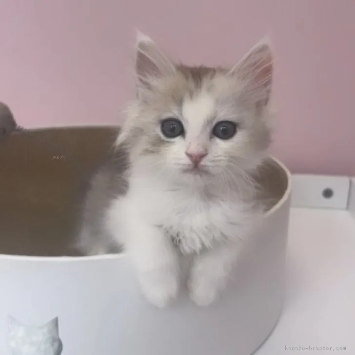 ID：2308-02720の子猫