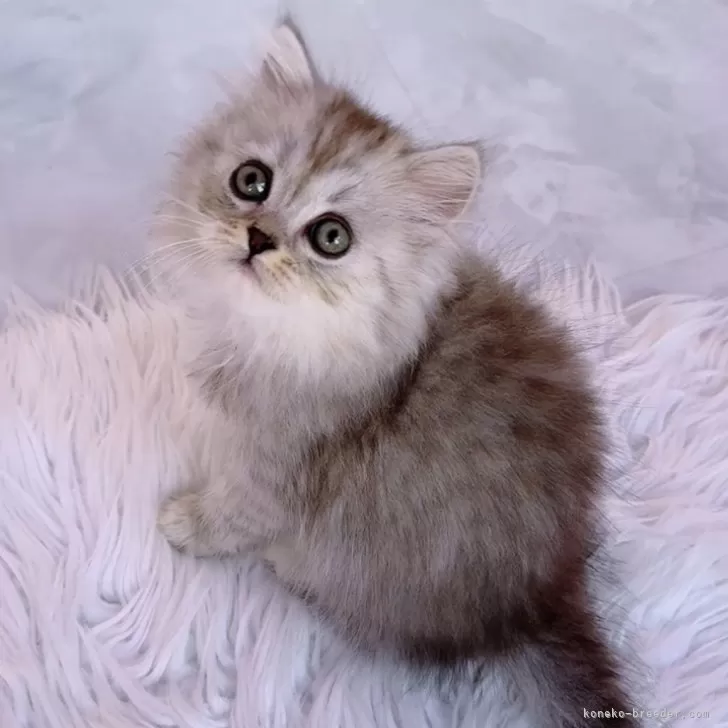 ID:2312-02869の子猫