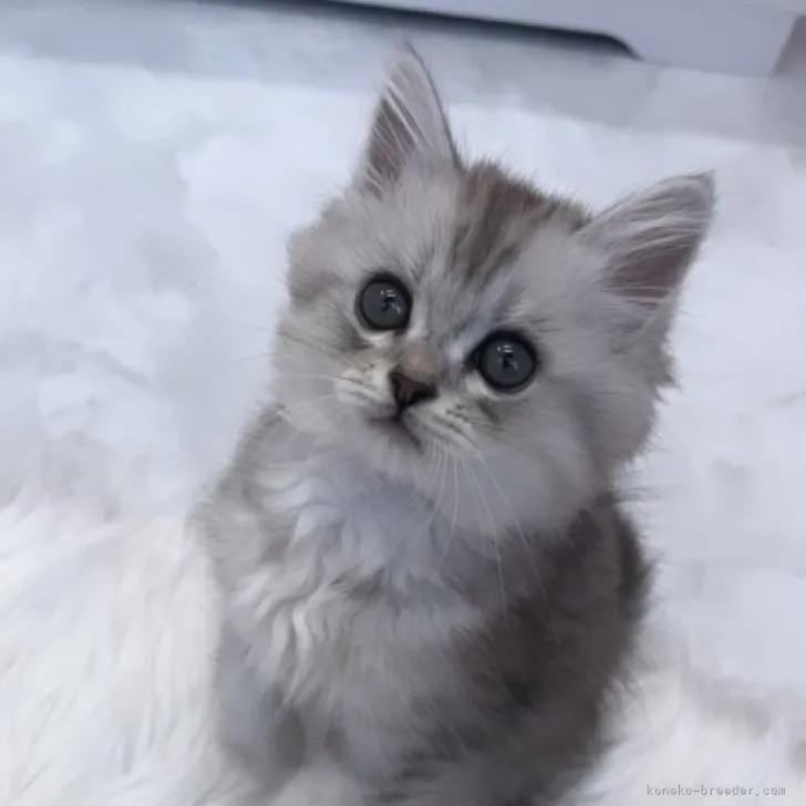 ID:2306-01547の子猫