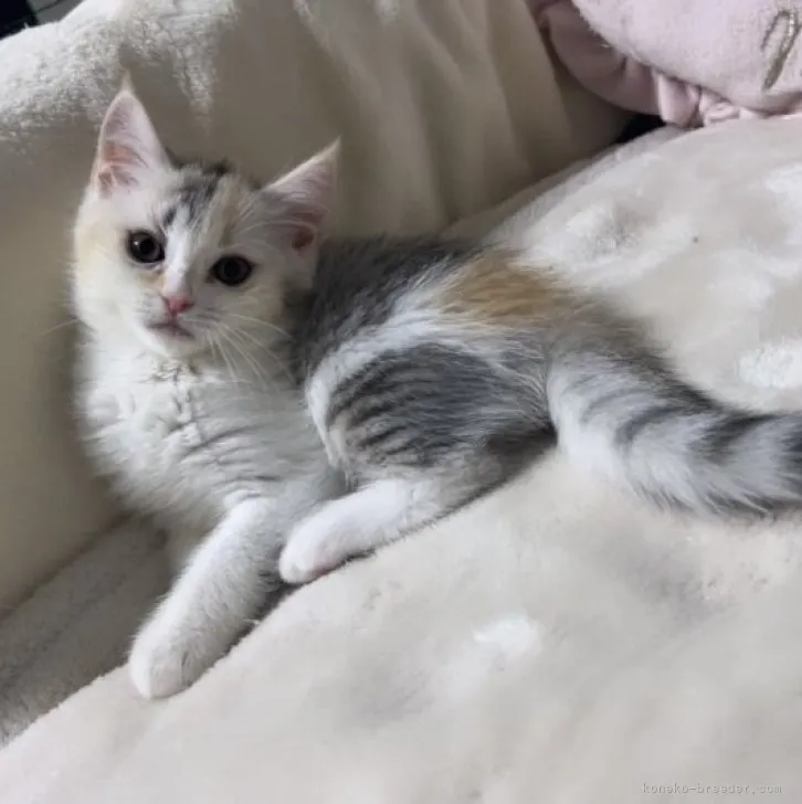 ID：2308-02712の子猫