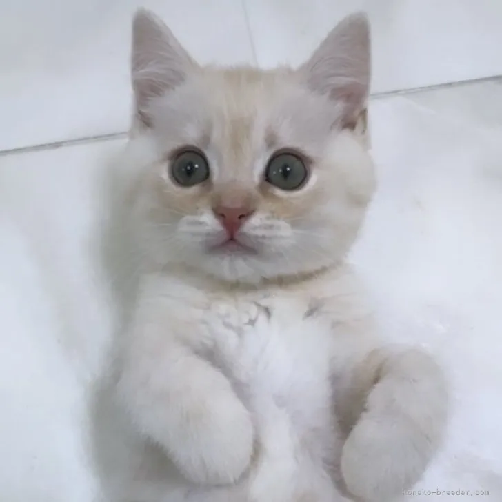ID：2309-01433の子猫