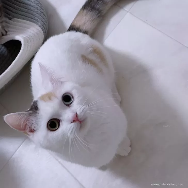 ID:2308-00562の子猫