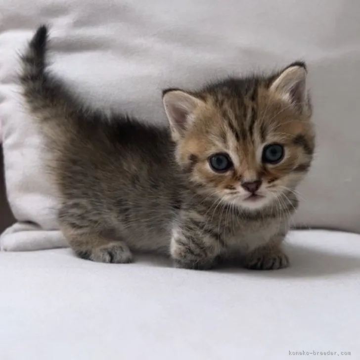 ID:2307-03189の子猫