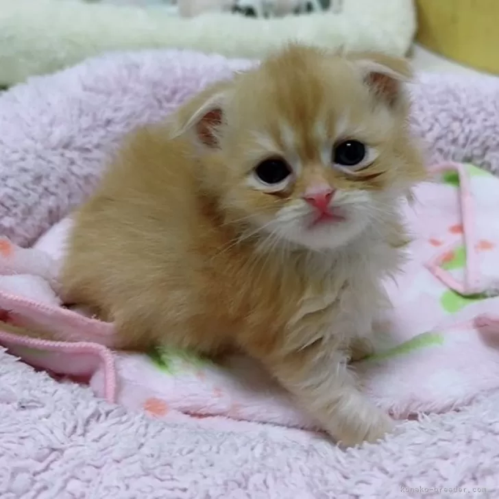 ID:2402-00610の子猫