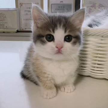 マンチカン(短足)【京都府・女の子・2024年2月22日・ダイリュートキャリコ（短毛）】の写真「美猫、人気のダイリュートキャリコ❤️」