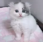 キンカロー【京都府・女の子・2024年5月26日・ダイリュートキャリコバン】の写真1「かわいすぎ‼️😻💕」