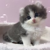 キンカロー