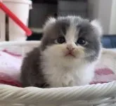 キンカロー【京都府・男の子・2023年6月26日・ブルー&ホワイト】の写真2「生後1ヶ月の時🥹」