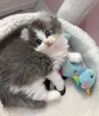 キンカロー【京都府・男の子・2023年6月26日・ブルー&ホワイト】の写真3