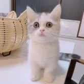 マンチカン(短足)【京都府・女の子・2025年8月5日・ダイリュートキャリコ】の写真10