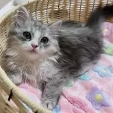 ミヌエット(長足)【京都府・男の子・2025年3月5日・シルバータビー&ホワイト】の写真12