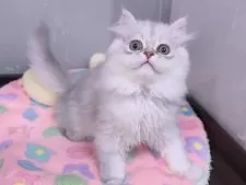 ペルシャ【京都府・男の子・2024年11月15日・チンチラシルバー】の写真13