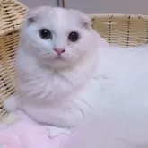 スコティッシュフォールド(折れ耳)【京都府・男の子・2025年4月12日・クリームタビー&ホワイト】の写真14