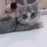 ミヌエット(長足)【京都府・男の子・2025年3月5日・シルバータビー&ホワイト】の写真14