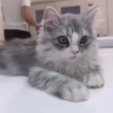 ミヌエット(長足)【京都府・男の子・2025年3月5日・シルバータビー&ホワイト】の写真15