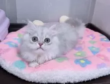 ペルシャ【京都府・男の子・2024年11月15日・チンチラシルバー】の写真15