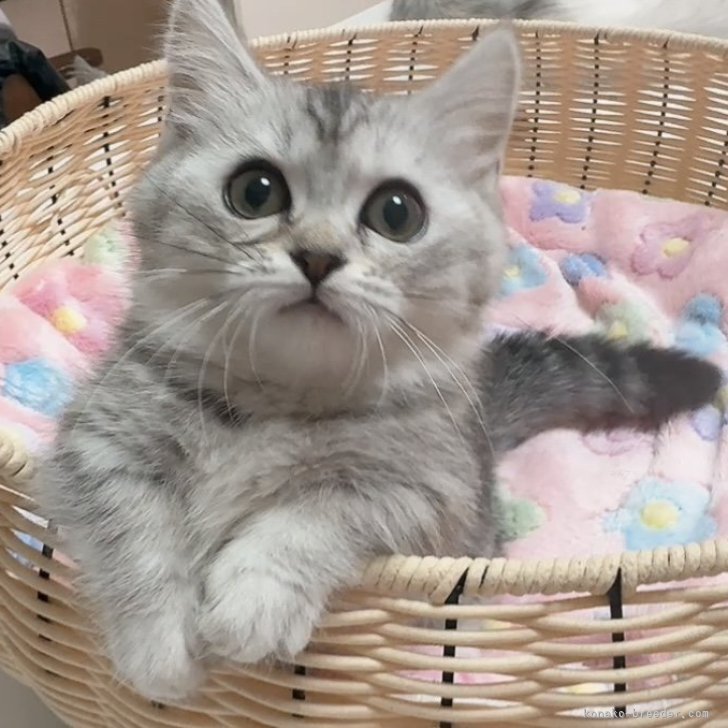 ブリーダー画像