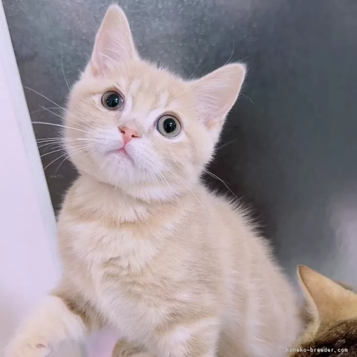 マンチカン(長足)【京都府・男の子・2025年8月5日・クリーム】の写真1