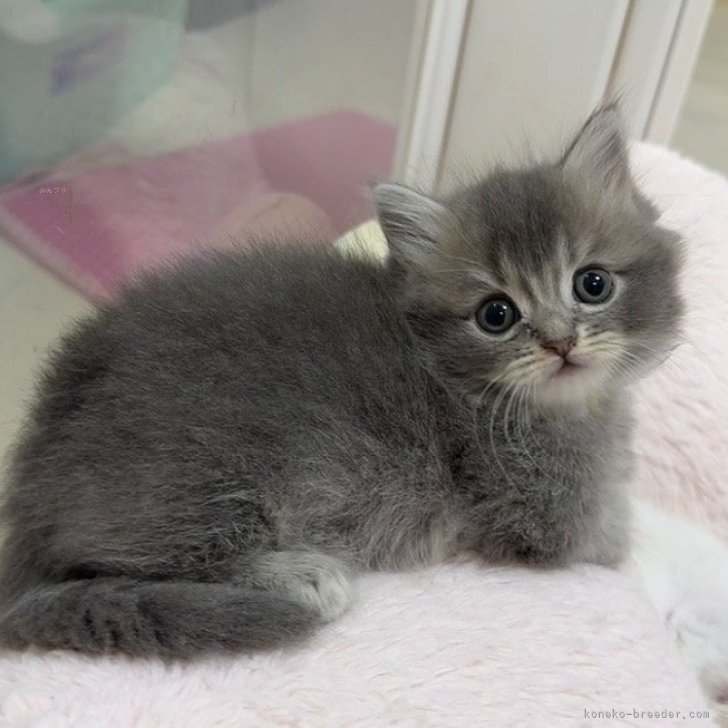 ブリーダー画像