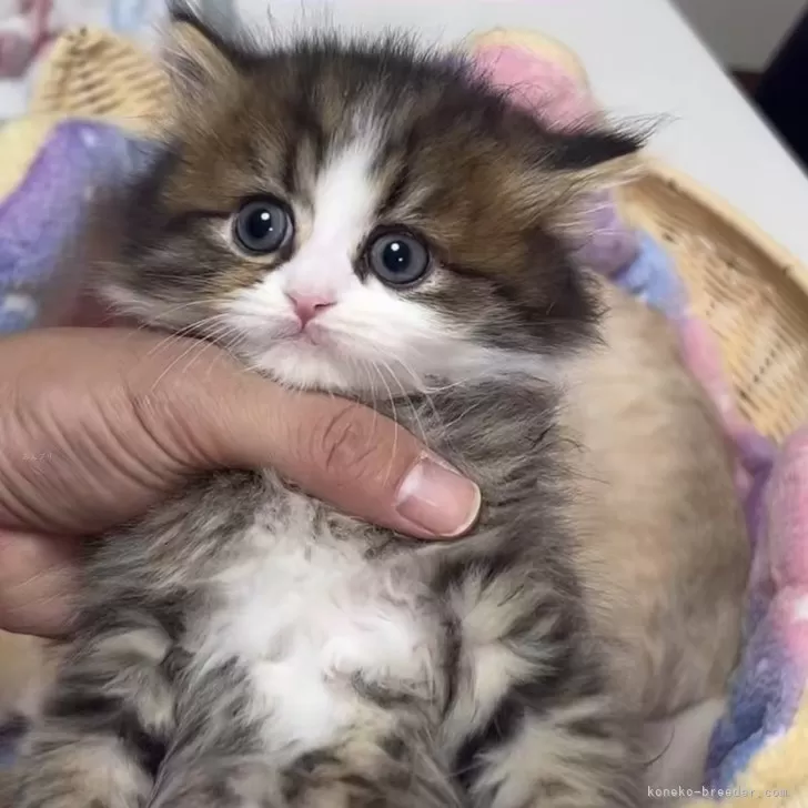 ID：2502-01720の子猫